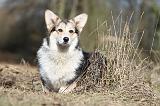 CORGI PEMBROKE 536